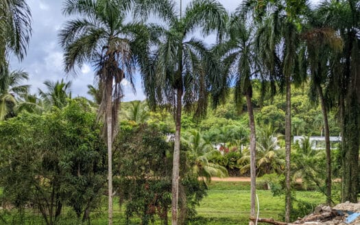 Terrain avec vue sur la verdure