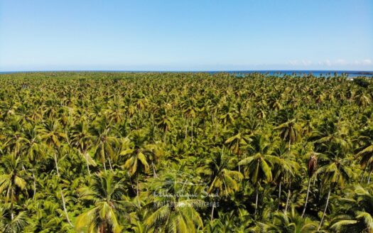Terrain plat étendu près de la plage