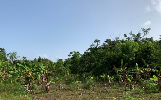 Terrains à construire pratiques à Barbacoa