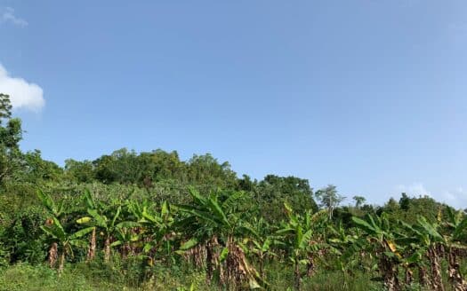 Terrains à construire pratiques à Barbacoa